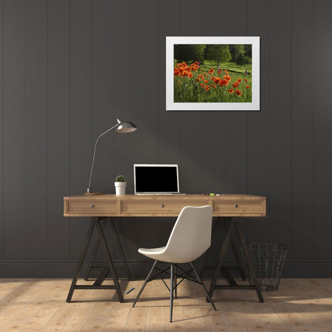 Canada, New Brunswick Poppies and forest White Modern Wood Framed Art Print by Anon, Ellen