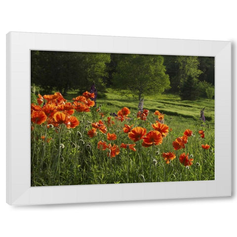 Canada, New Brunswick Poppies and forest White Modern Wood Framed Art Print by Anon, Ellen