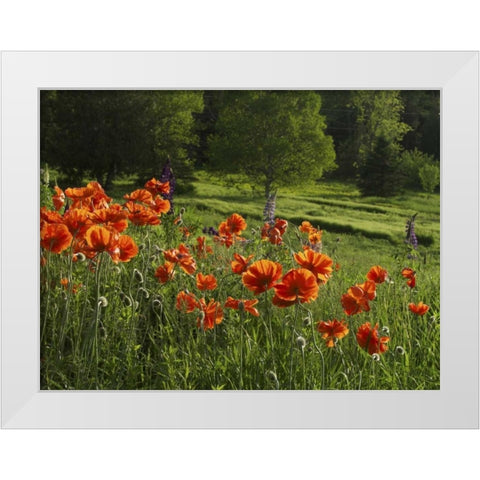 Canada, New Brunswick Poppies and forest White Modern Wood Framed Art Print by Anon, Ellen