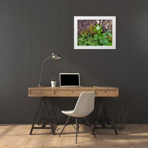 Canada, New Brunswick Plants on forest floor White Modern Wood Framed Art Print by Anon, Ellen