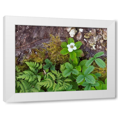 Canada, New Brunswick Plants on forest floor White Modern Wood Framed Art Print by Anon, Ellen