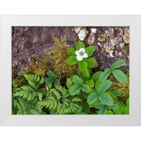 Canada, New Brunswick Plants on forest floor White Modern Wood Framed Art Print by Anon, Ellen