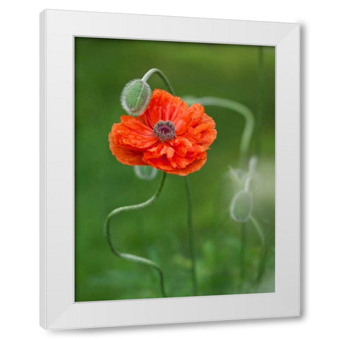 Canada, New Brunswick Poppy flower and bud White Modern Wood Framed Art Print by Anon, Ellen