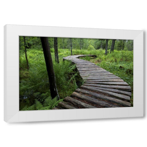 Canada, New Brunswick Log walkway in forest White Modern Wood Framed Art Print by Anon, Ellen