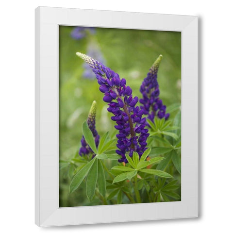 Canada, New Brunswick Lupine flowers White Modern Wood Framed Art Print by Anon, Ellen