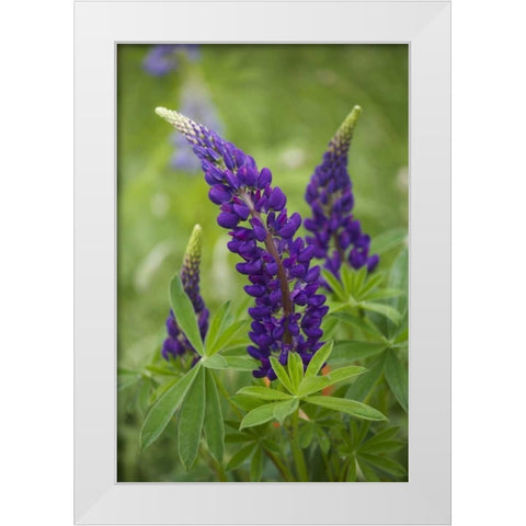 Canada, New Brunswick Lupine flowers White Modern Wood Framed Art Print by Anon, Ellen