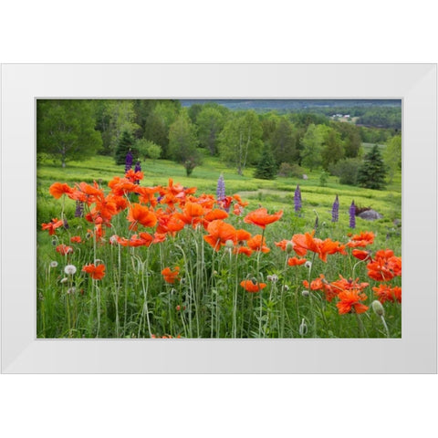 Canada, New Brunswick Landscape with wildflowers White Modern Wood Framed Art Print by Anon, Ellen