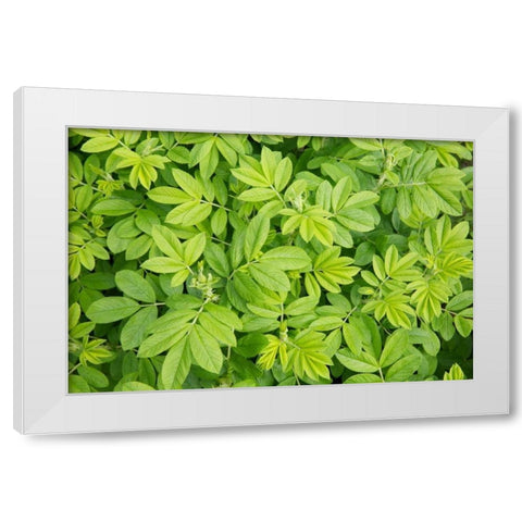 Canada, New Brunswick Leafy vegetation White Modern Wood Framed Art Print by Anon, Ellen