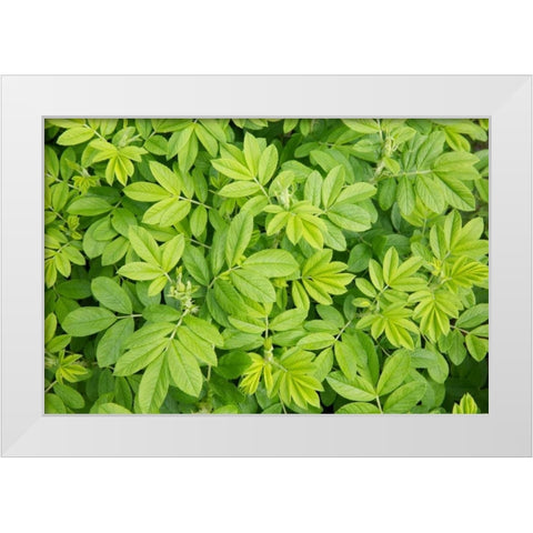 Canada, New Brunswick Leafy vegetation White Modern Wood Framed Art Print by Anon, Ellen