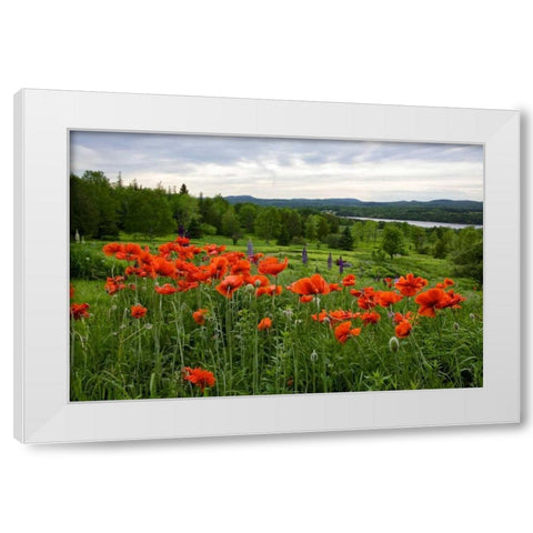 Canada, New Brunswick Flowers and St John River White Modern Wood Framed Art Print by Anon, Ellen