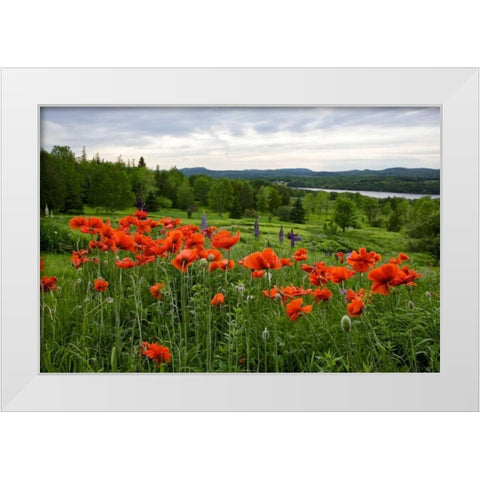 Canada, New Brunswick Flowers and St John River White Modern Wood Framed Art Print by Anon, Ellen
