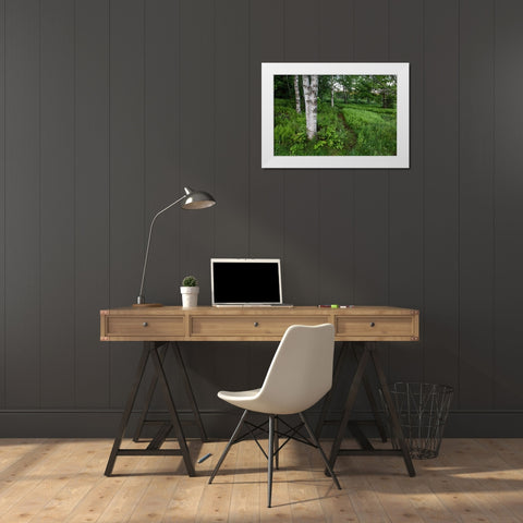 Canada, New Brunswick Forest scenic White Modern Wood Framed Art Print by Anon, Ellen