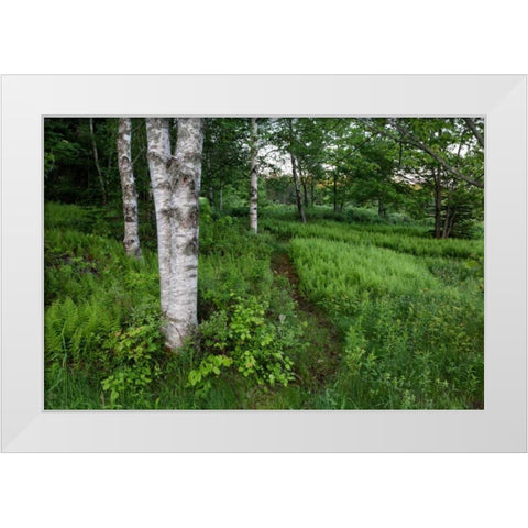 Canada, New Brunswick Forest scenic White Modern Wood Framed Art Print by Anon, Ellen