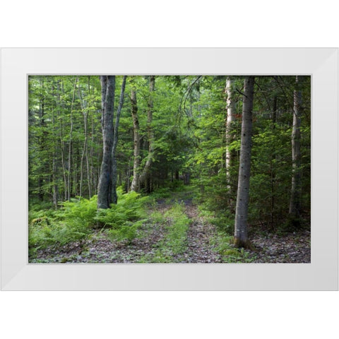 Canada, New Brunswick Forest scenic White Modern Wood Framed Art Print by Anon, Ellen