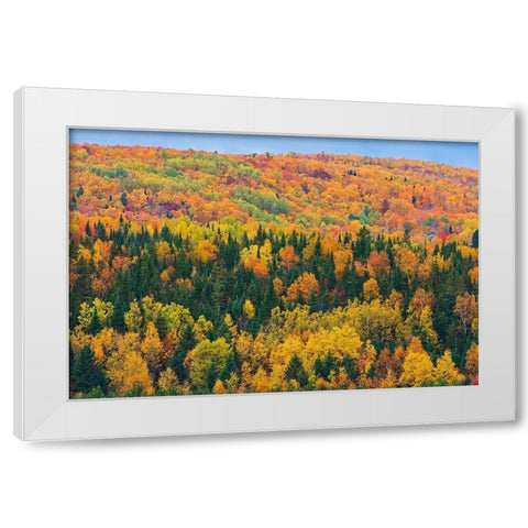 Canada-New Brunswick-Aroostook Acadian forest in autumn foliage White Modern Wood Framed Art Print by Jaynes Gallery