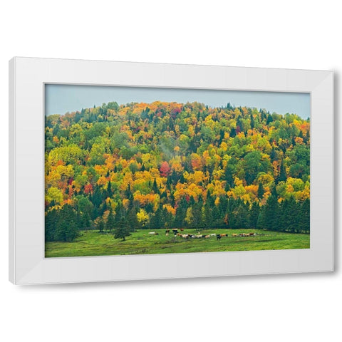 Canada-New Brunswick-Saint-Jacques Acadian forest in autumn foliage White Modern Wood Framed Art Print by Jaynes Gallery