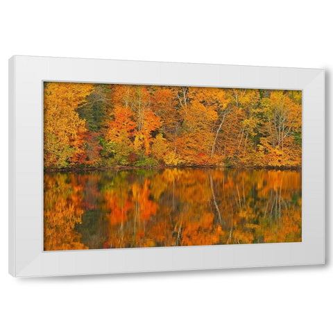 Canada-New Brunswick-Mactaquac Autumn forest reflected in Saint John River White Modern Wood Framed Art Print by Jaynes Gallery