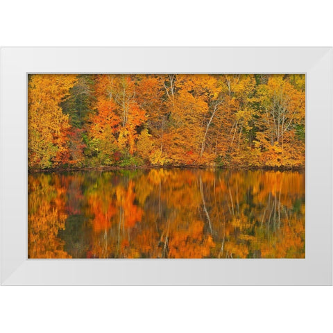 Canada-New Brunswick-Mactaquac Autumn forest reflected in Saint John River White Modern Wood Framed Art Print by Jaynes Gallery