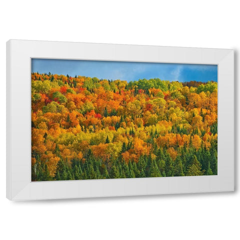 Canada-New Brunswick-Saint-Joseph Forest in autumn foliage White Modern Wood Framed Art Print by Jaynes Gallery