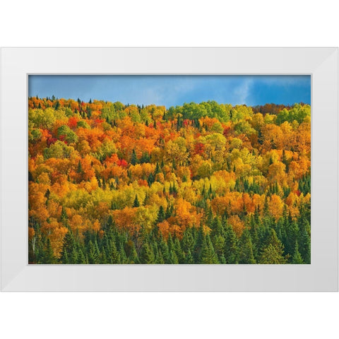 Canada-New Brunswick-Saint-Joseph Forest in autumn foliage White Modern Wood Framed Art Print by Jaynes Gallery