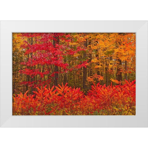 Canada-New Brunswick-Woodstock Forest in autumn foliage White Modern Wood Framed Art Print by Jaynes Gallery