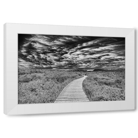 Canada-Newfoundland-Gros Morne National Park Boardwalk through underbrush White Modern Wood Framed Art Print by Jaynes Gallery