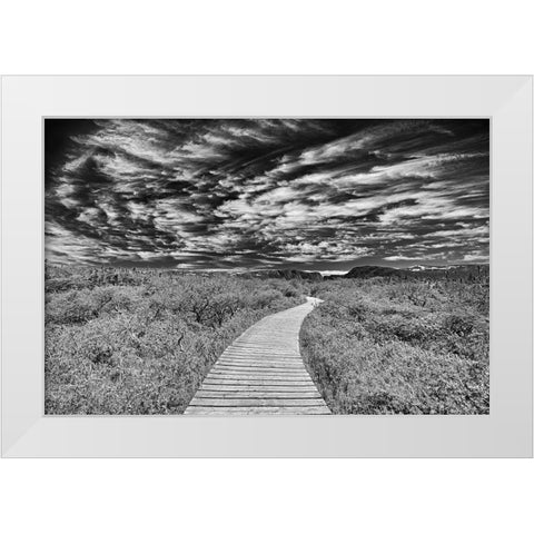Canada-Newfoundland-Gros Morne National Park Boardwalk through underbrush White Modern Wood Framed Art Print by Jaynes Gallery