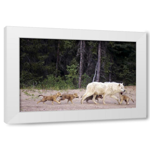 Canada, Great Slave Lake Wild gray wolf and pups White Modern Wood Framed Art Print by Welling, Dave