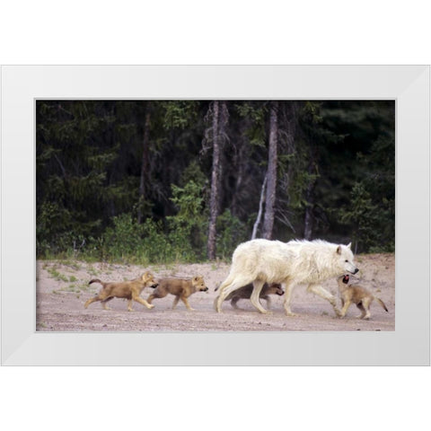 Canada, Great Slave Lake Wild gray wolf and pups White Modern Wood Framed Art Print by Welling, Dave