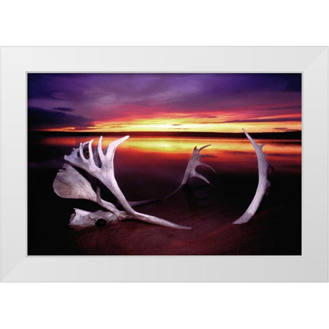 Canada, Whitefish Lake Sunset on caribou antlers White Modern Wood Framed Art Print by Welling, Dave