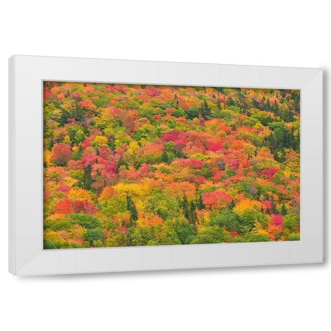 Canada-Nova Scotia-Cape Breton Island Forest in autumn foliage White Modern Wood Framed Art Print by Jaynes Gallery