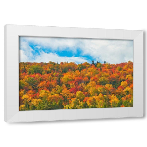 Canada-Nova Scotia-Indian Brook Forest in autumn foliage White Modern Wood Framed Art Print by Jaynes Gallery
