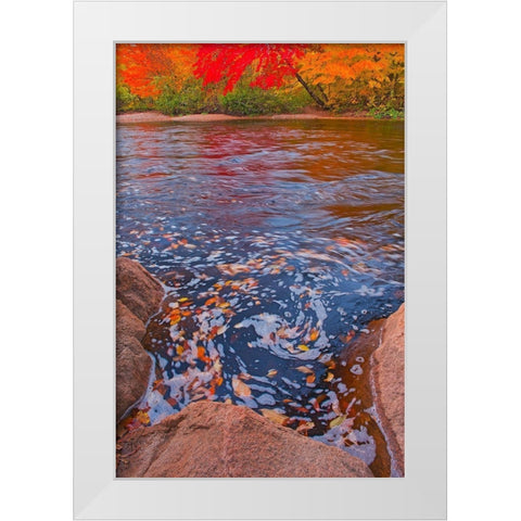 Canada-Nova Scotia-Cape Breton Island North Aspy River and forest in autumn White Modern Wood Framed Art Print by Jaynes Gallery