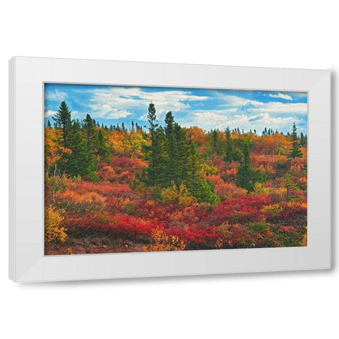 Canada-Nova Scotia-Cape Breton Island Forest in autumn foliage White Modern Wood Framed Art Print by Jaynes Gallery