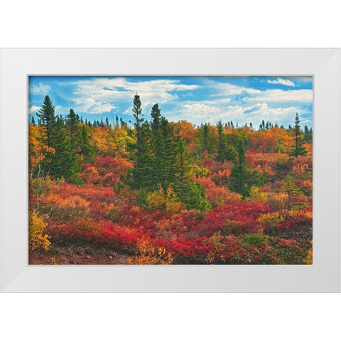 Canada-Nova Scotia-Cape Breton Island Forest in autumn foliage White Modern Wood Framed Art Print by Jaynes Gallery
