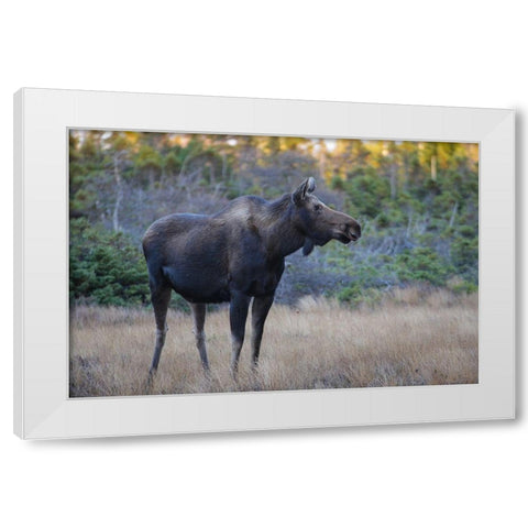 Canada-Nova Scotia-Cape Breton Highlands National Park White Modern Wood Framed Art Print by Wall, Patrick J.
