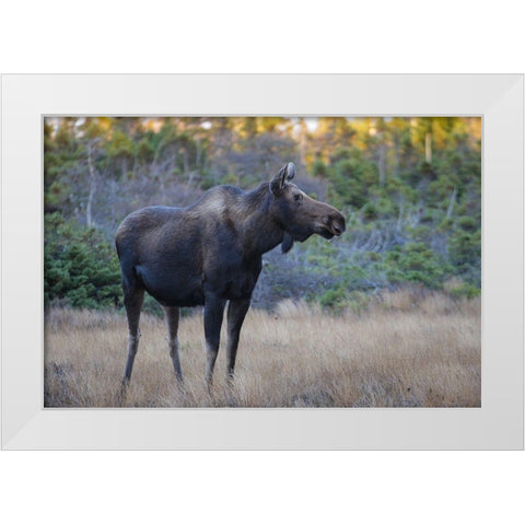 Canada-Nova Scotia-Cape Breton Highlands National Park White Modern Wood Framed Art Print by Wall, Patrick J.