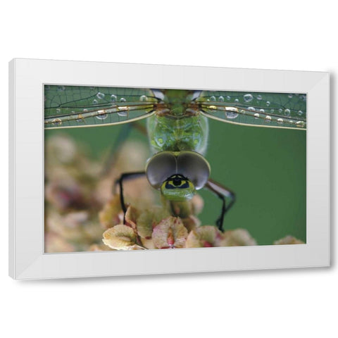 Canada, Ontario, Green Darner on flower White Modern Wood Framed Art Print by Rotenberg, Nancy