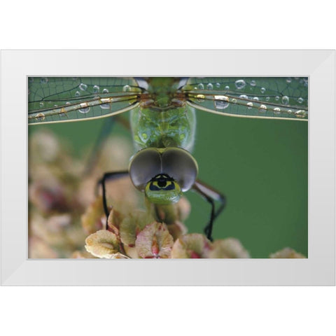 Canada, Ontario, Green Darner on flower White Modern Wood Framed Art Print by Rotenberg, Nancy
