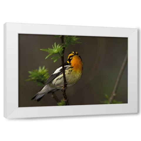 Canada, Ontario Male blackburnian warbler White Modern Wood Framed Art Print by Morris, Arthur