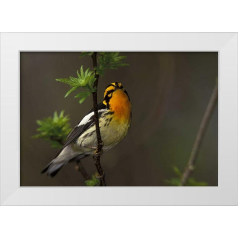 Canada, Ontario Male blackburnian warbler White Modern Wood Framed Art Print by Morris, Arthur