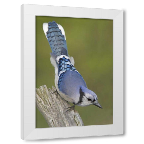 Canada, Rondeau PP Inquisitive blue jay on limb White Modern Wood Framed Art Print by Morris, Arthur