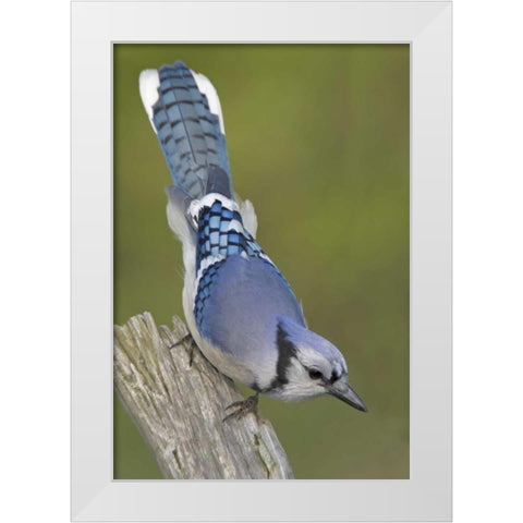 Canada, Rondeau PP Inquisitive blue jay on limb White Modern Wood Framed Art Print by Morris, Arthur