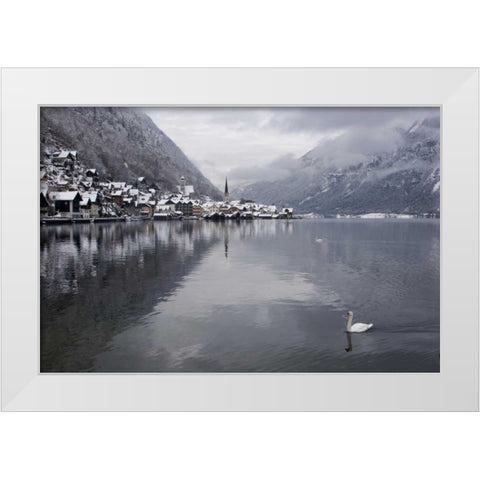 Austria, Hallstatt Swan on Lake Hallstatt White Modern Wood Framed Art Print by Young, Bill
