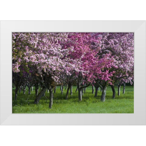Canada, Ontario, Ottawa Grove of cherry trees White Modern Wood Framed Art Print by Young, Bill