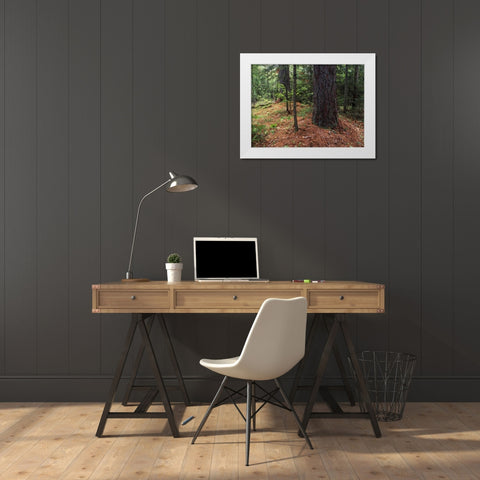 Canada, Ontario, Temagami, old growth pine forest White Modern Wood Framed Art Print by Grandmaison, Mike