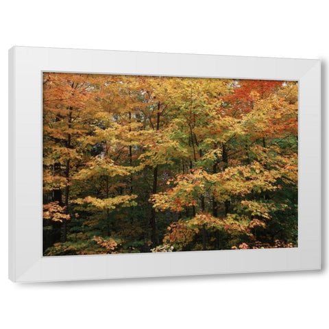 Canada, Ontario, Gravenhurst, forest in autumn White Modern Wood Framed Art Print by Grandmaison, Mike
