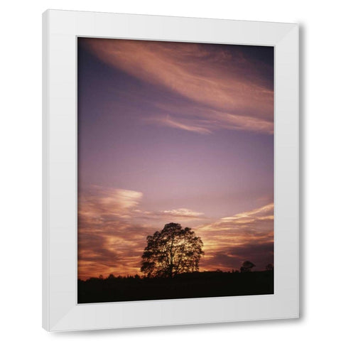 Canada, Ontario, Breslau, tree at sunset White Modern Wood Framed Art Print by Grandmaison, Mike