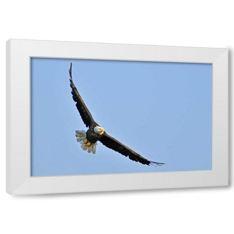 Canada, Ontario, Ear Falls Bald Eagle in flight White Modern Wood Framed Art Print by Grandmaison, Mike