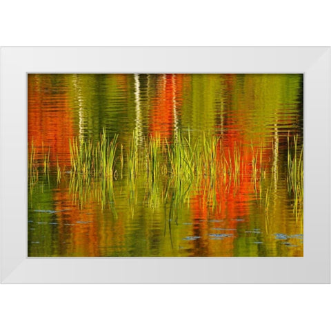 Canada, Baysville Cattails and fall reflections White Modern Wood Framed Art Print by Grandmaison, Mike